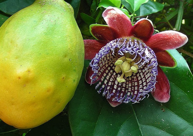 Blok888 Top 10 Most Exotic Flowers in the world 1