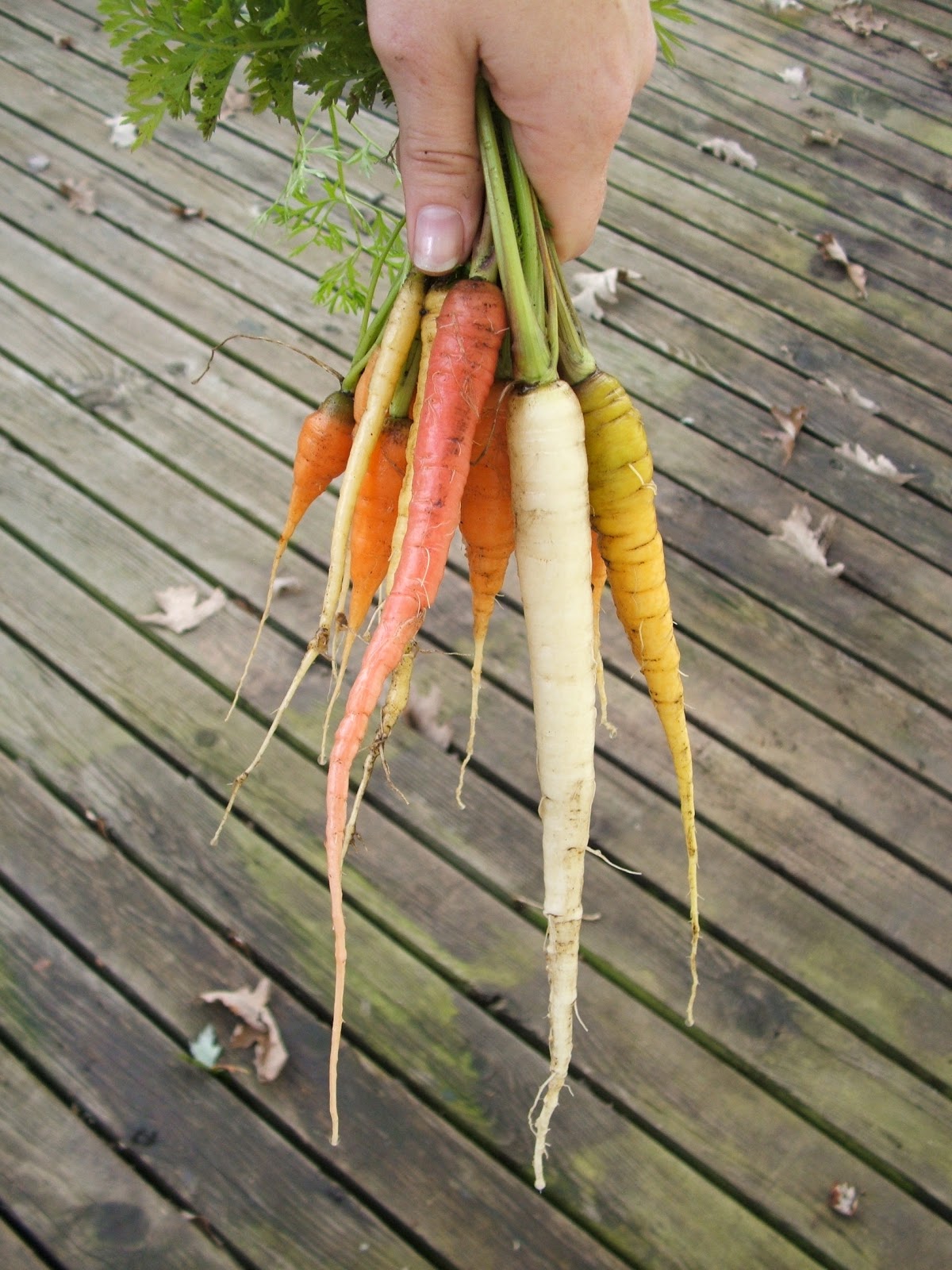 Green Zebra Market Garden Kaleidoscope Carrots