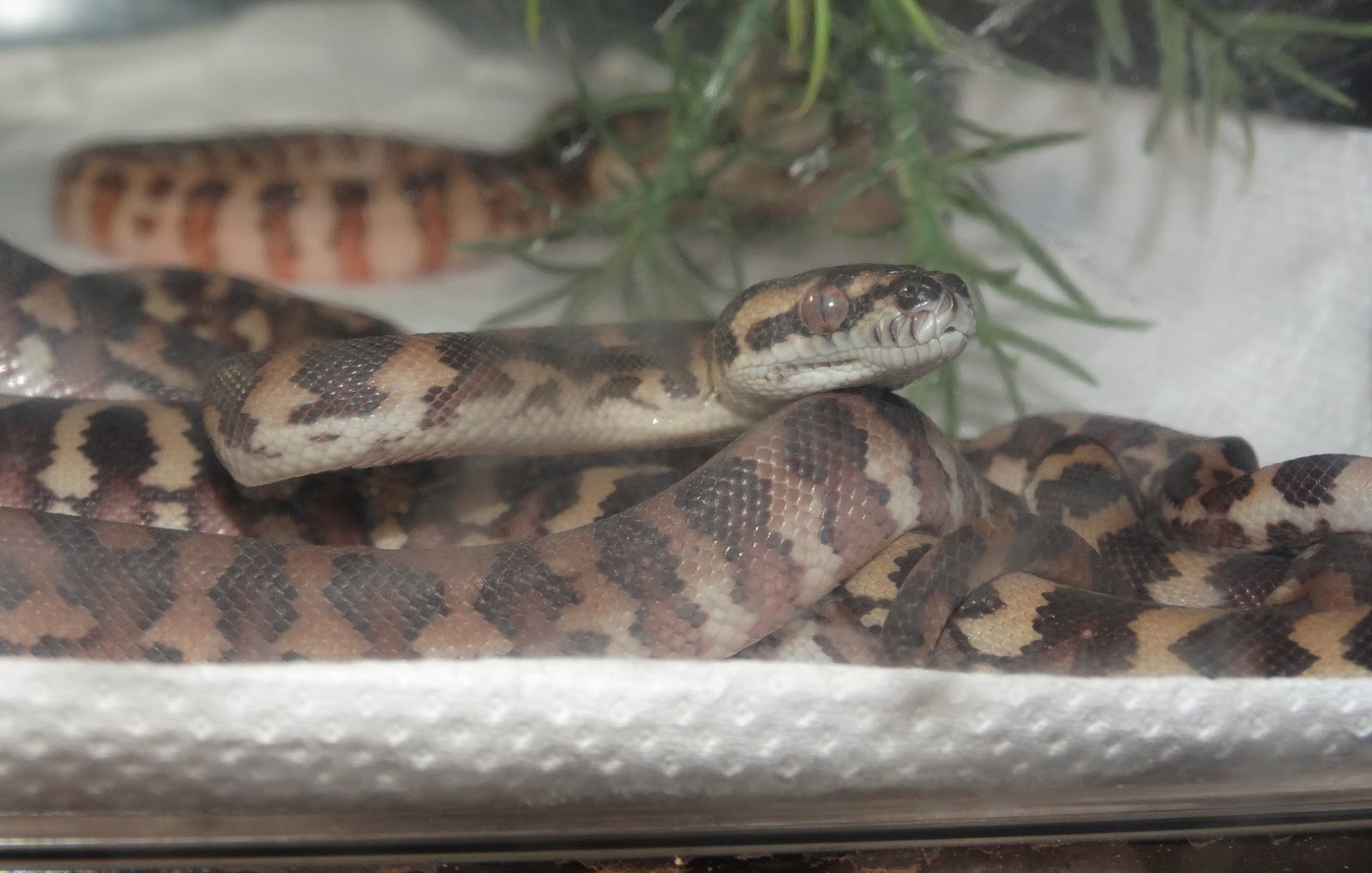 Reptiles Amphibians & Fish CARPET PYTHON COLOUR MORPHS MORELIA