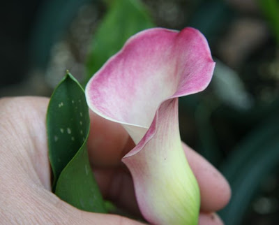 Calla Rosealba