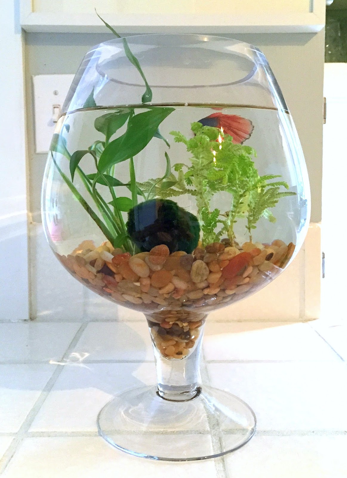 The Perfect Gift for an Animal Lover A Betta Fish Bowl