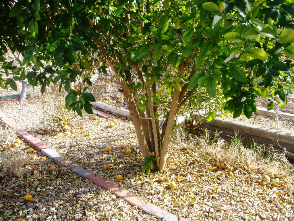 Xtremehorticulture of the Desert Protect Citrus From Freezing