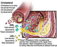 Tanaman Herbal Untuk Menurunkan Kolesterol
