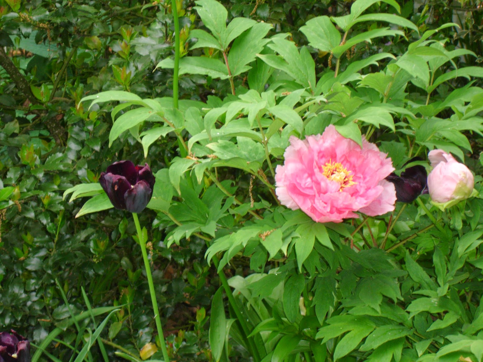 What Causes Blue Hydrangeas To Turn Pink The Garden Of Eaden