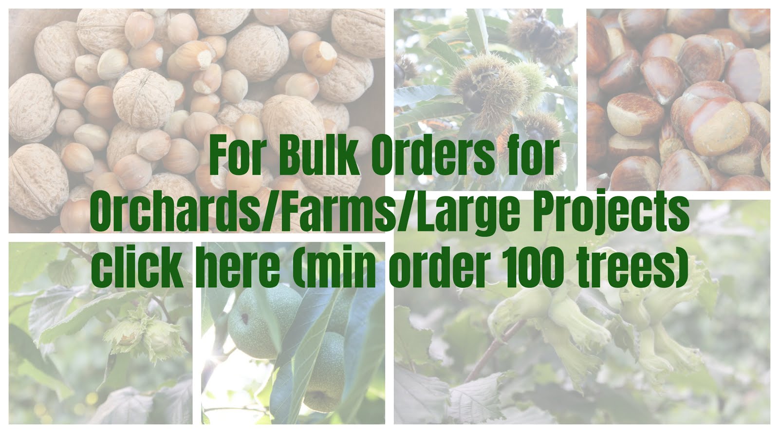 Bulk Nut Tree Orders