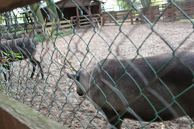ЦПКо-Санкт-Петербург лось в вальере