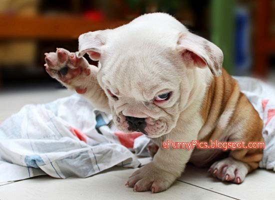 Hitler Bulldog