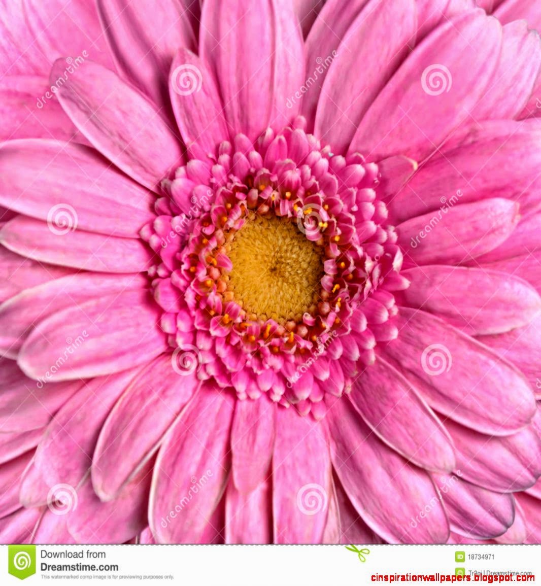 Beautiful Pink Gerbera Flower Flowerhead Closeup Stock Image Beautiful Pink Gerbera Flower Flowerhead Closeup Stock Image