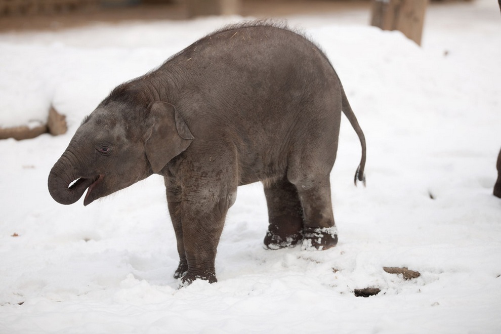 Baby elephant prepares for the coming ice age The k2p blog