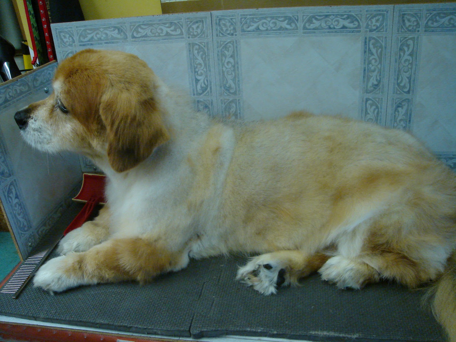 How Can I Get My Dogs Hair To Grow Back