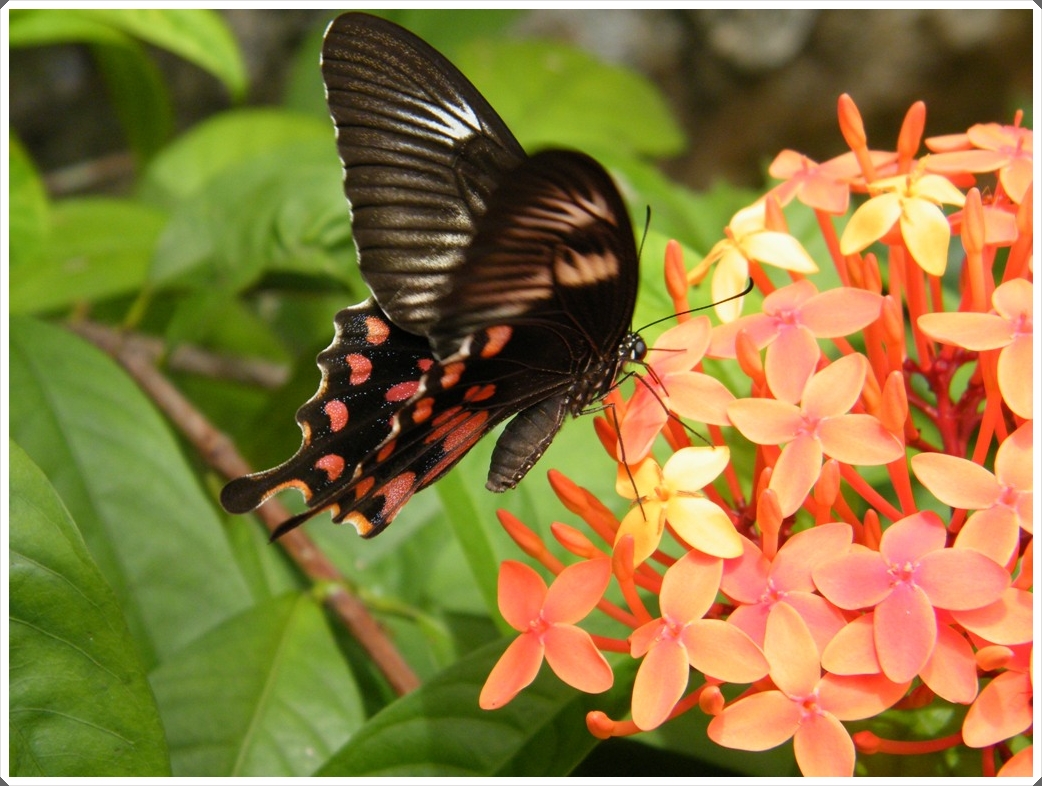 I Express Butterflies...of Kerala 1
