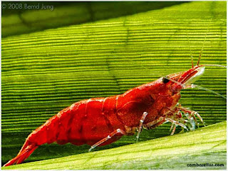 large-thumbnail