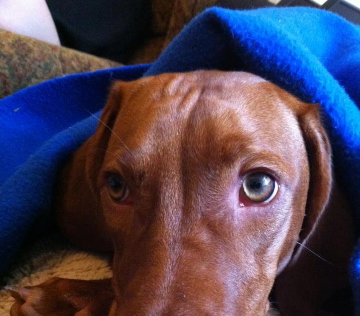 Living the life of Riley 3 Stages of Vizsla Sleep