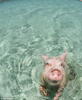 THE CUTE SWIMMING PIGS OF THE BAHAMAS