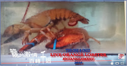 Live orange lobster 2016