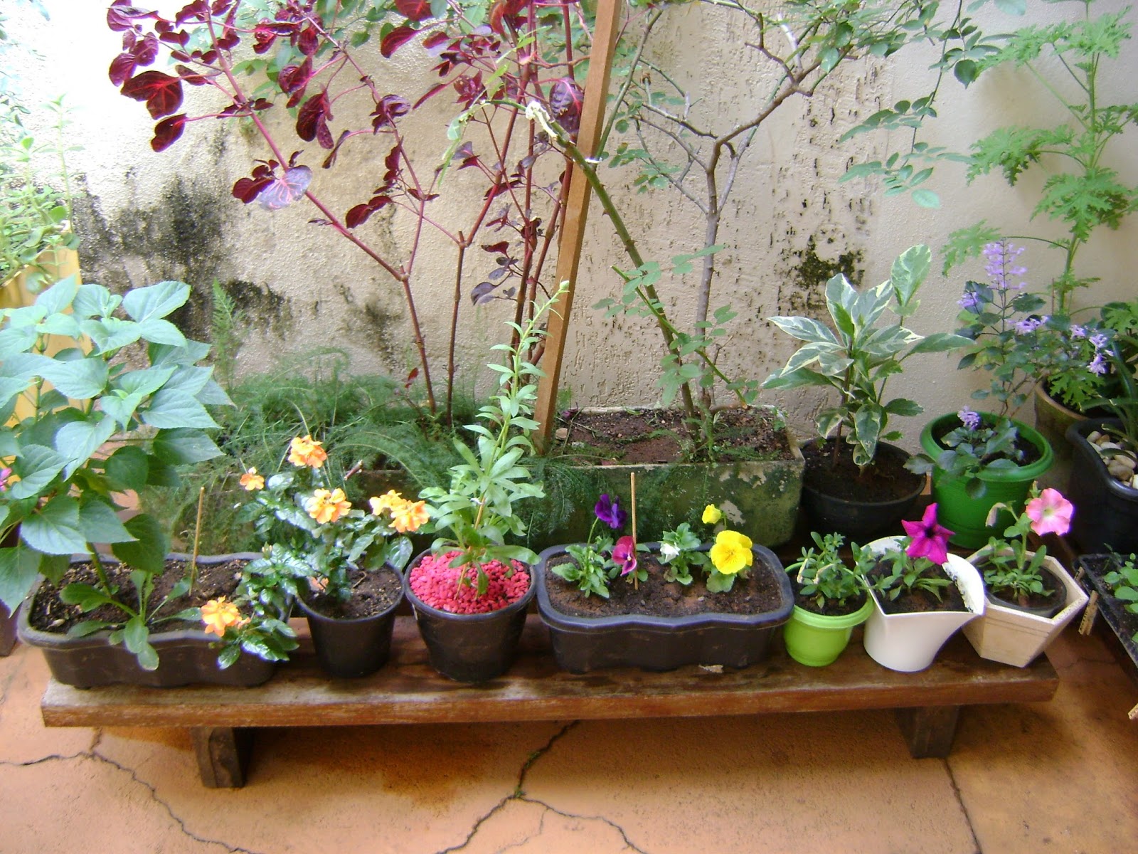 ipê de jardim em vaso:de uma Sementeira: Um pouco do meu jardim e árvores floridas em ipê de jardim em vaso:de uma Sementeira: Um pouco do meu jardim e árvores floridas em