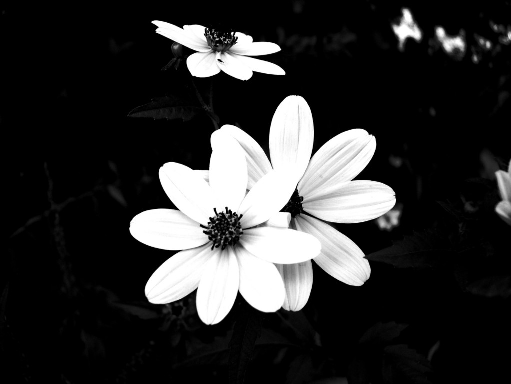 black background black background