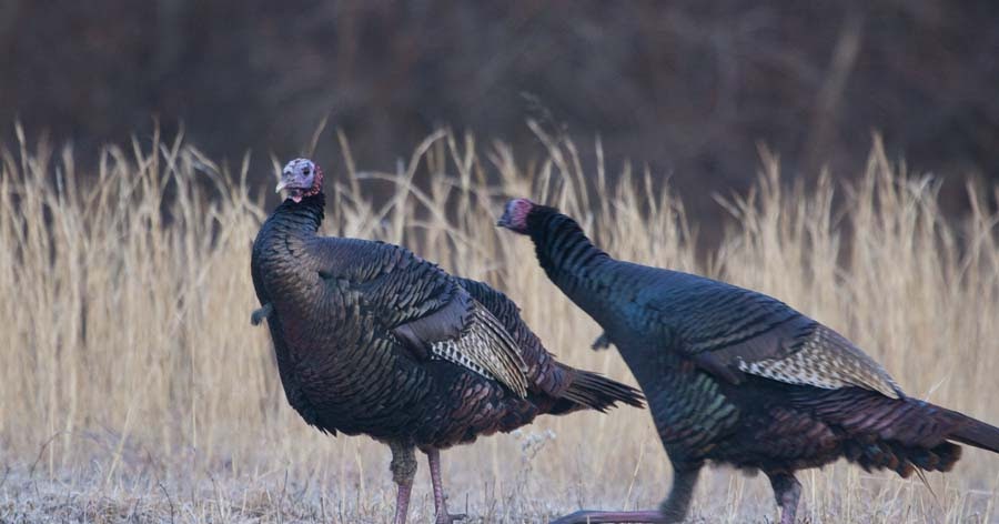 Country Captures: The Wild Turkey: A Bird of many Colors