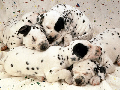 Dalmatian cute puppies