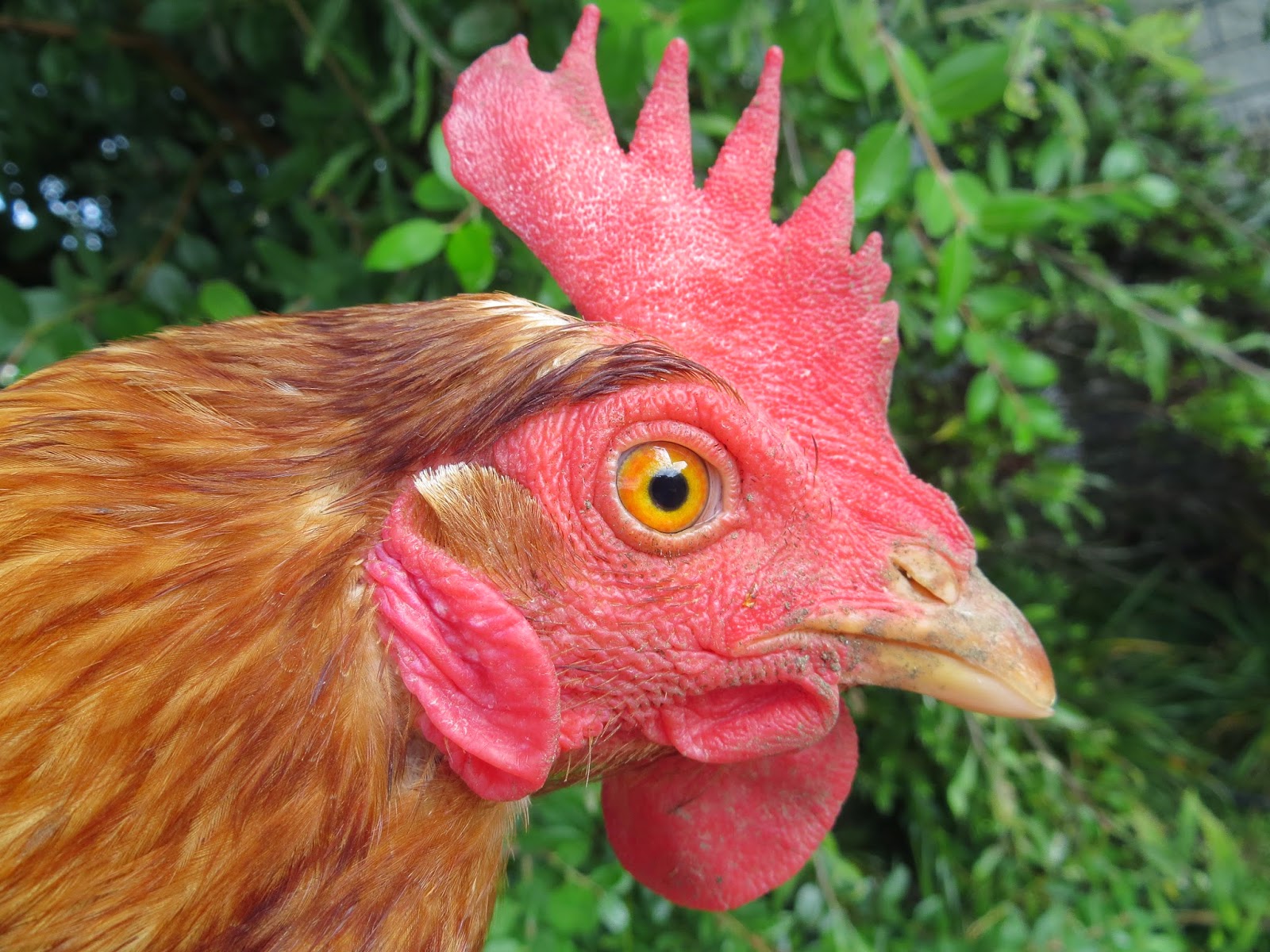 Keeping Chickens NZ A little operation on a messy chicken bottom