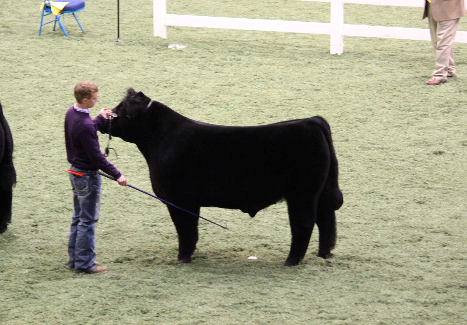 Executive Sires, Inc. American Royal Steer Show Division 1 Champion