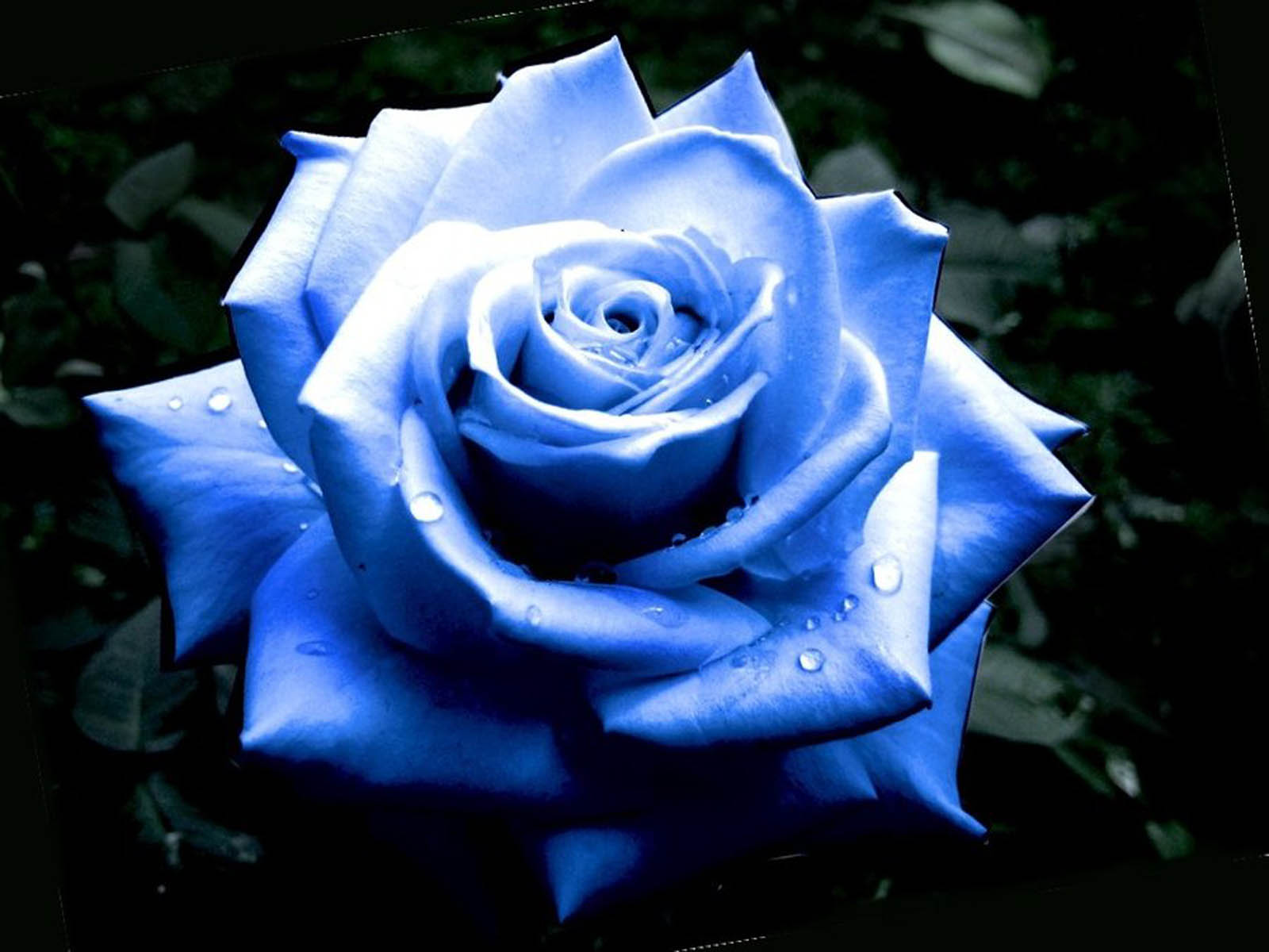 HD Wallpapers: Blue Roses Pictures