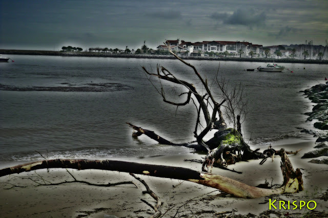 tronco en playa tras temporal