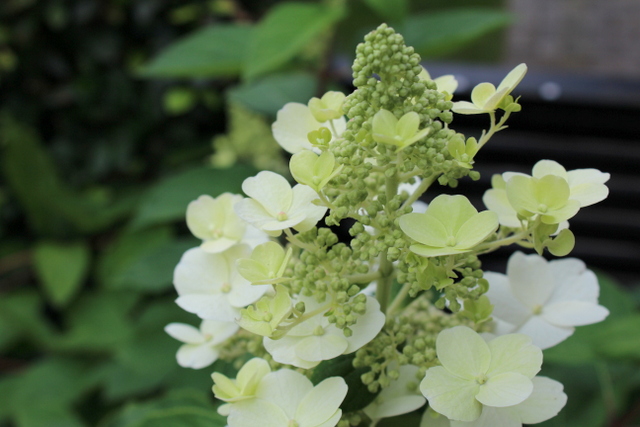Svana Tradgard Syrenhortensia