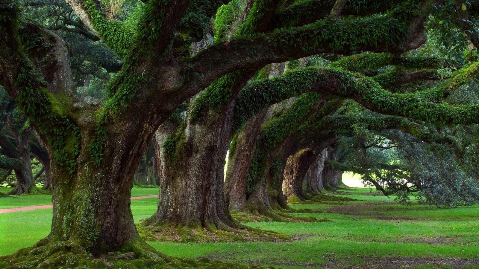 http://4.bp.blogspot.com/-3bLYbUSkbGc/Tfx6CNc1K_I/AAAAAAAADXg/YtWIpxzjtII/s1600/1920x1080_fond-ecran-nature-paysages-arbres-036.jpg