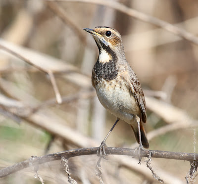 Варакушка (Luscinia svecica)