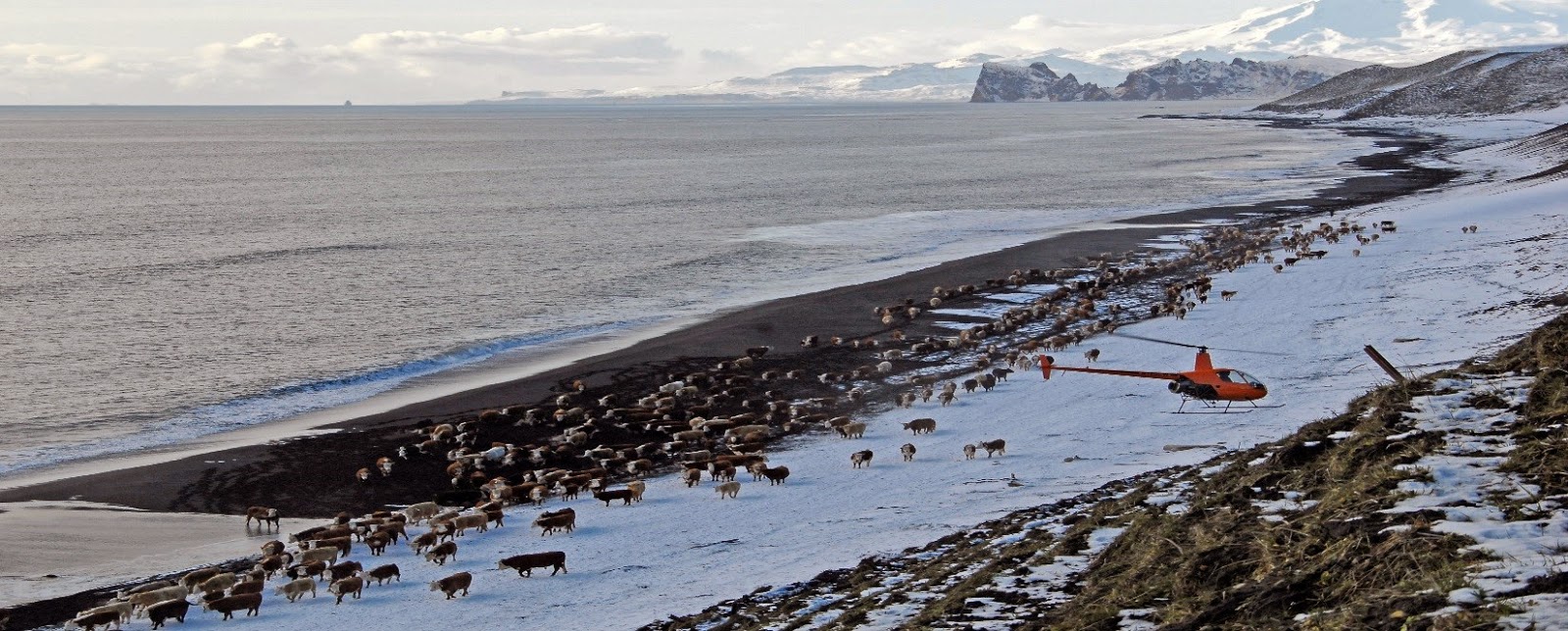 Bering Pacific Ranches Organic Beef, Aleutian Islands