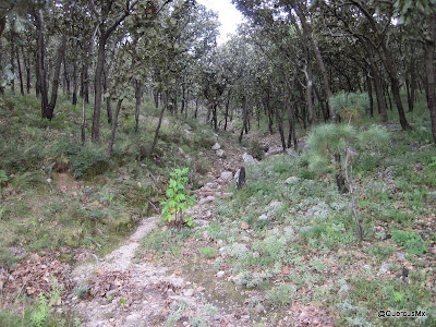 Bosque de encino en el Cerro Huicicil