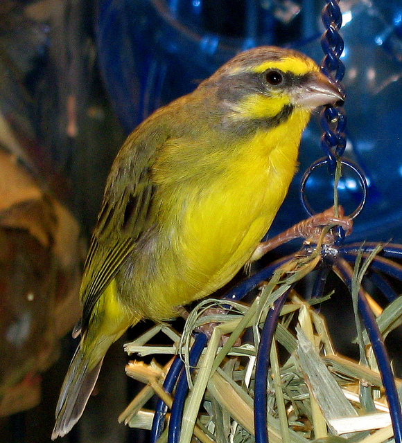 Burung Rengganis Burung Rengganis