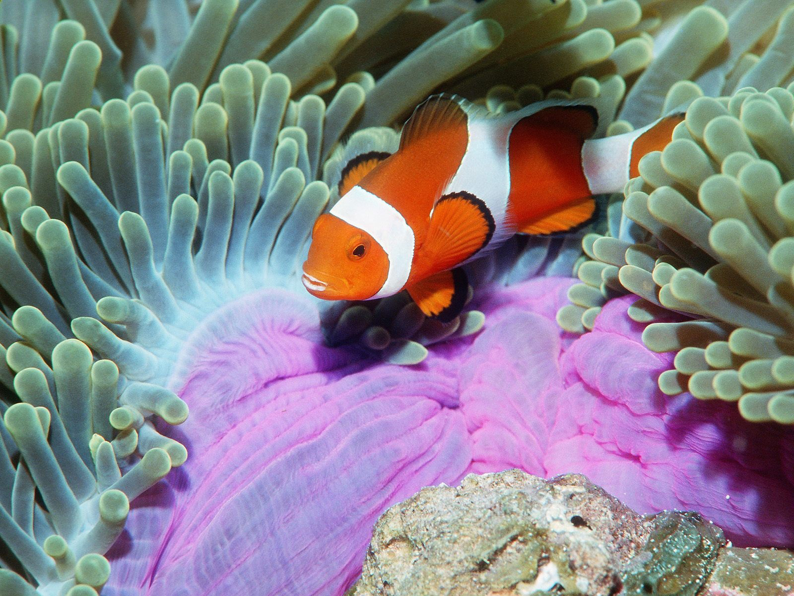 http://4.bp.blogspot.com/-3c0fhMS1mZw/UIQfMCerRzI/AAAAAAAABUE/lx4JZxqEMbY/s1600/Underwater+Wallpaper+(97).jpg