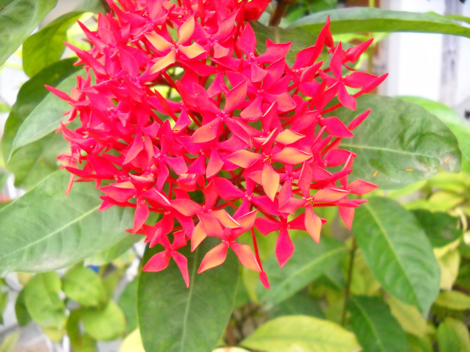 Green Gujarat state Krishna Farm and Nursery