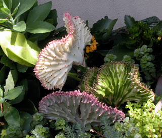 http://4.bp.blogspot.com/-3cKuywK-YlI/T8hSXCrBn9I/AAAAAAAAKFo/Ey9qFHQOKCI/s640/crested+uphorbia.JPG