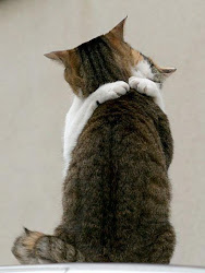 Cat hug!