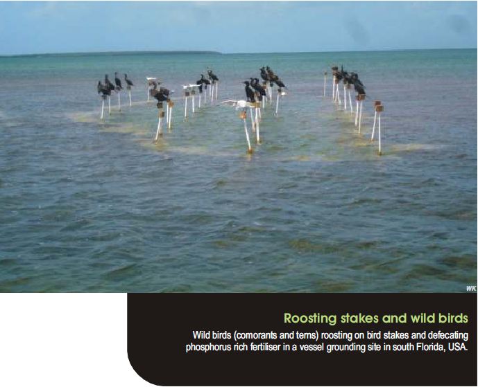 wild shores of singapore Threats to seagrasses and what you can do