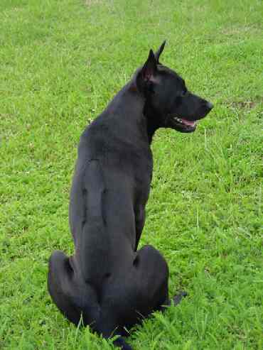 Canine Hearts  Thai+Ridgeback+Dog+Breed+Pictures+01
