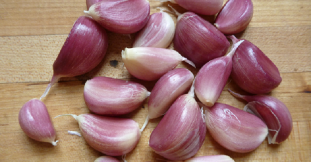 effectiveness of garlic in fighting bacteria A common ingredient for sautéing, garlic is an amazingly healthful and popular spice relative of onion, leek, chive and shallots while a cooking favorite thanks to great taste, the health benefits of garlic have also been recognized and taken advantage of since the ancient times, showing countless. effectiveness of garlic in fighting bacteria A common ingredient for sautéing, garlic is an amazingly healthful and popular spice relative of onion, leek, chive and shallots while a cooking favorite thanks to great taste, the health benefits of garlic have also been recognized and taken advantage of since the ancient times, showing countless.