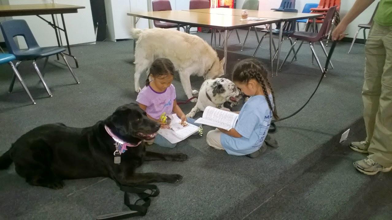 therapy dogs for sale small therapy dogs for sale images therapy dogs for sale small therapy dogs for sale images
