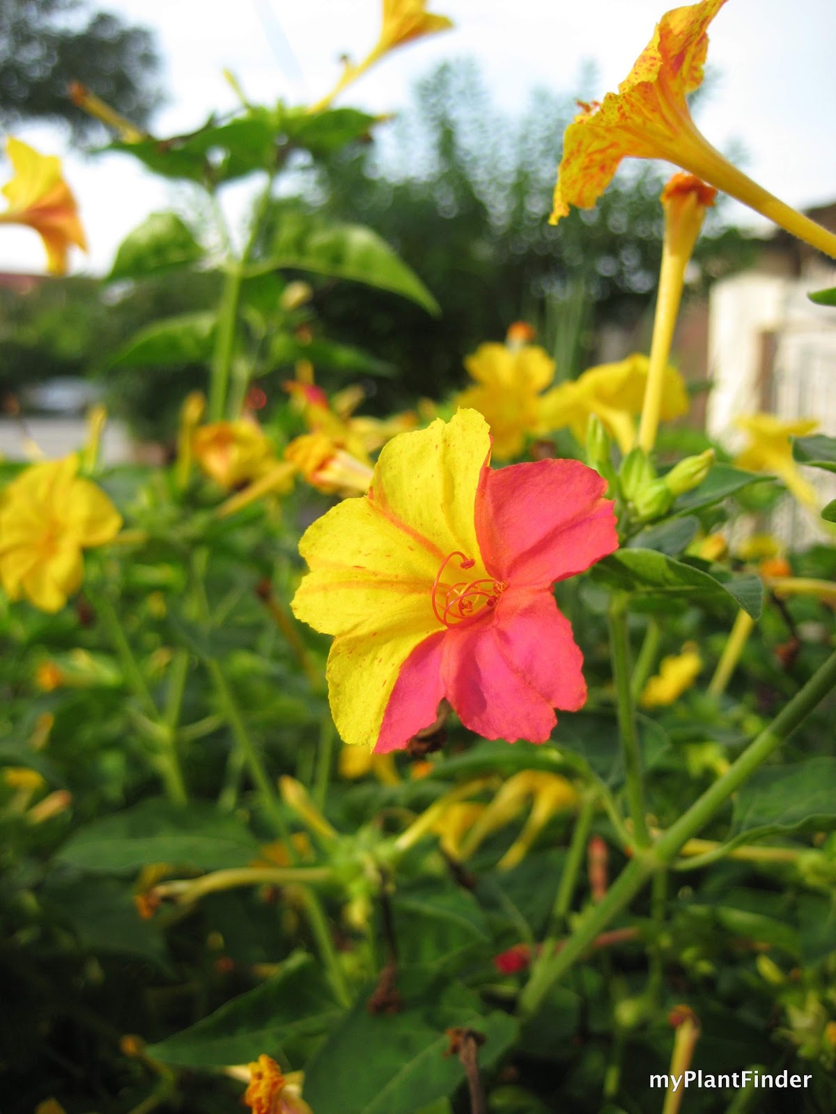 South America Plants