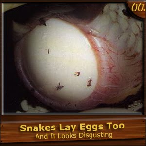 Easter Eggs Up Your Ass