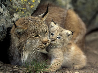 Lince iberico