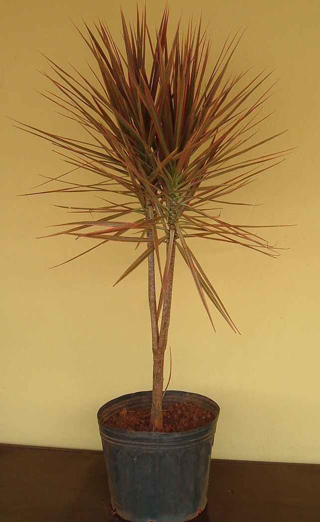 Dracena Tricolor