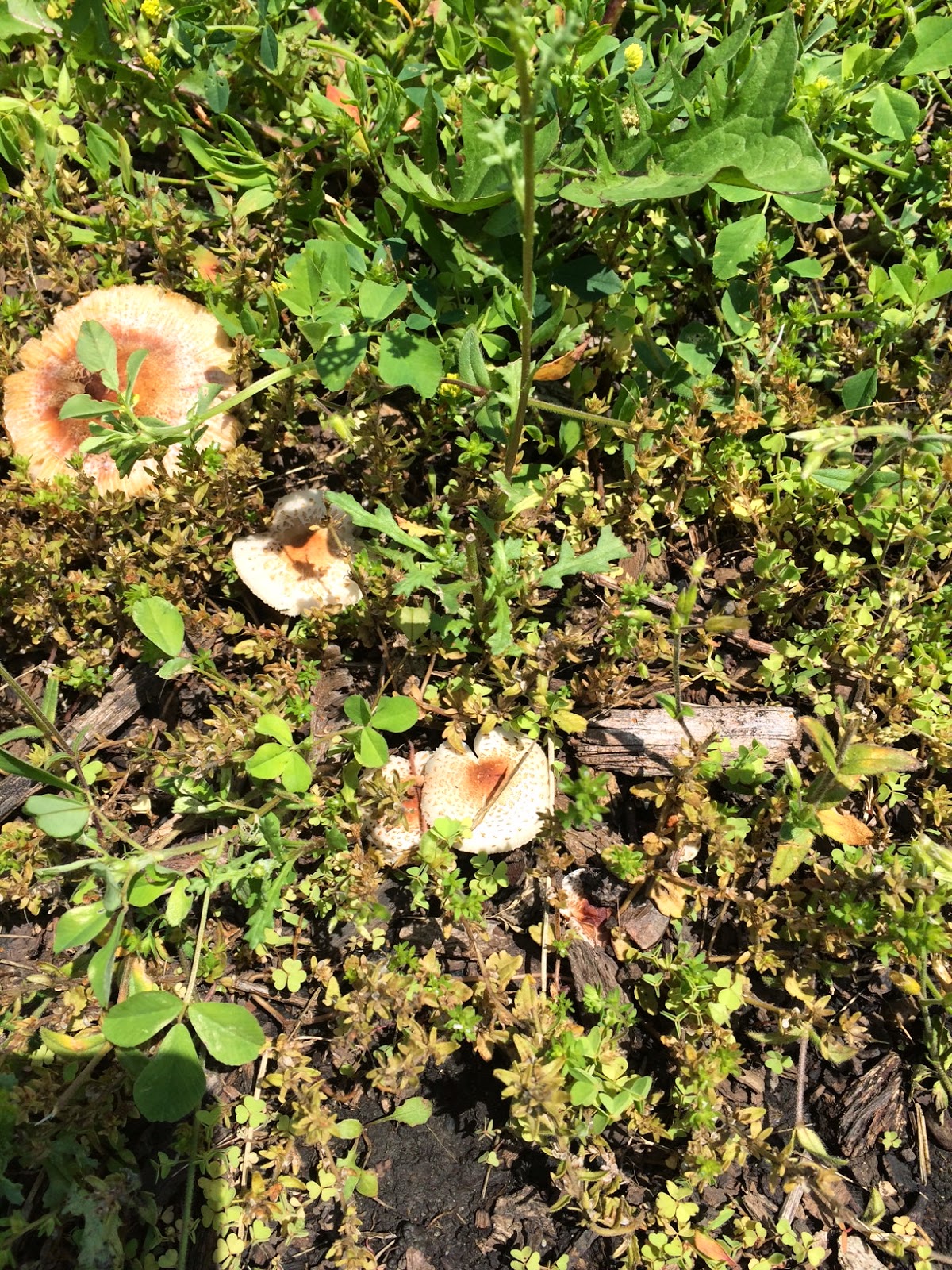 Lawn*Doctor Lawn Care Insights Mushrooms in my lawn!