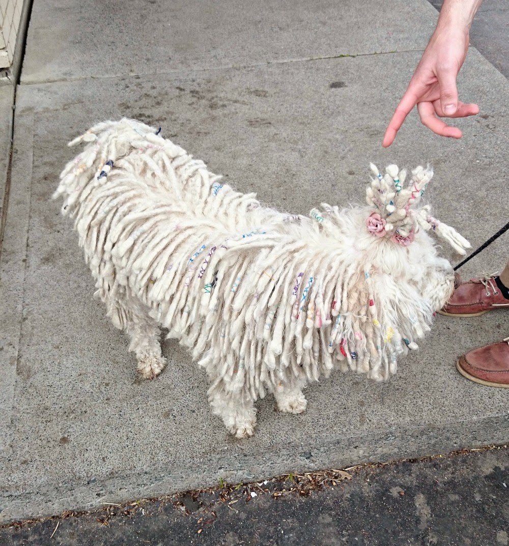 White Puli with Cords