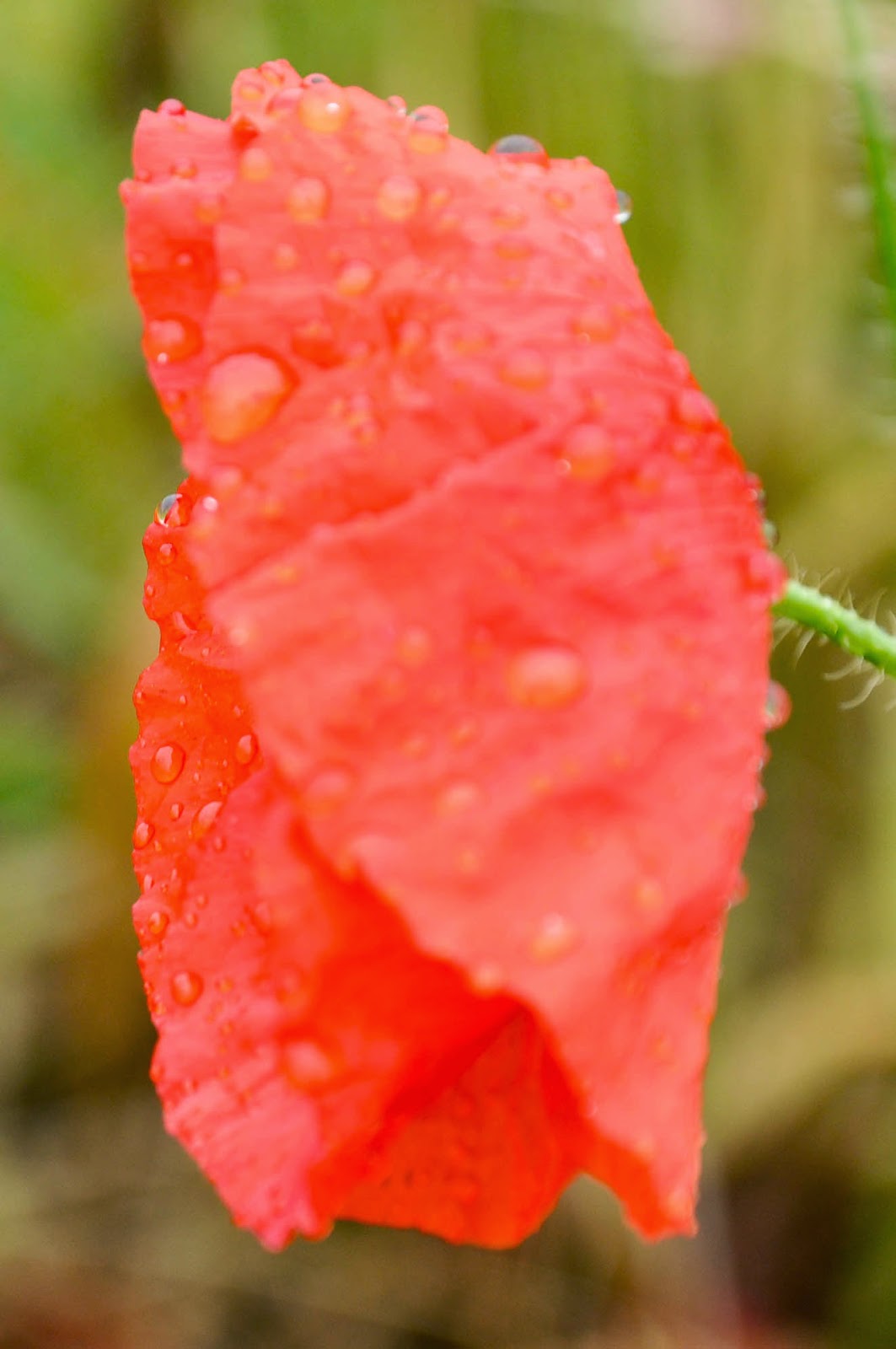 A close up of a poppy in the rain