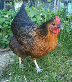 hetty the chicken