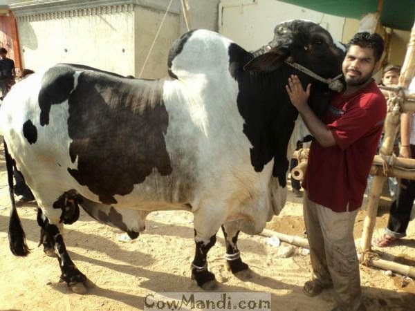 Dangerous+Cow+Qurbani ,Bakra Eid,Qurbani,Camel Slaughter,Goat Sacrifice,Eid al Adha: Bakra ...